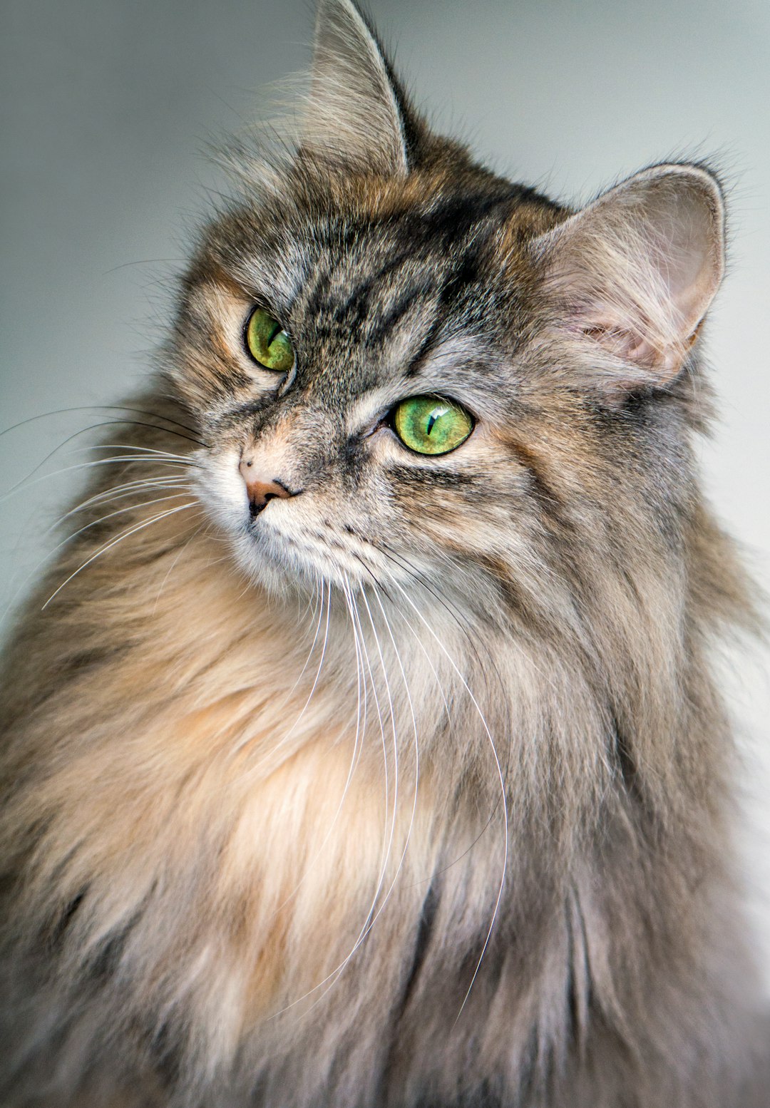 Długowłosy kot rasy Maine Coon