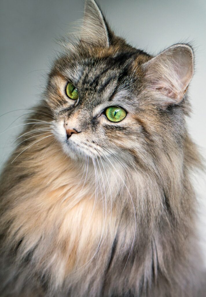 Długowłosy kot rasy Maine Coon