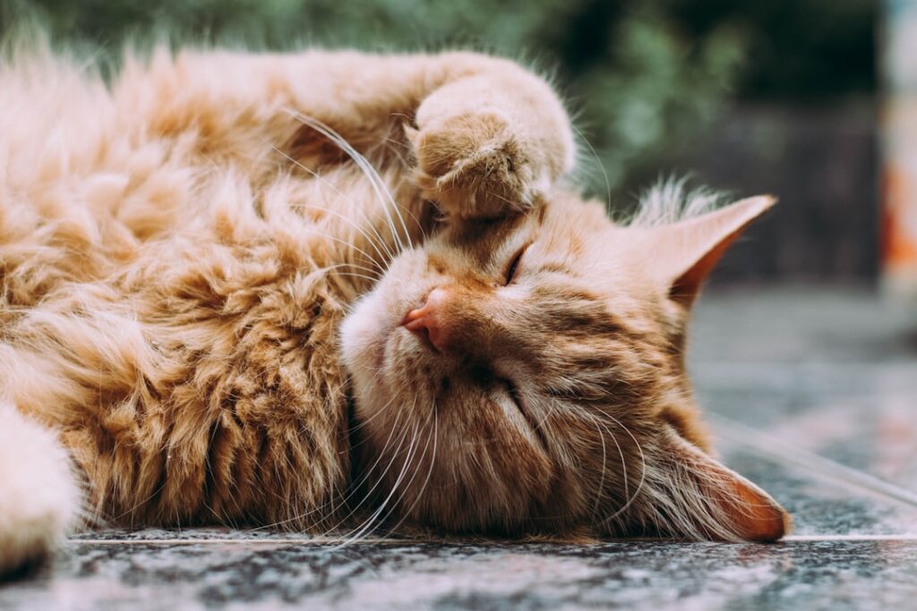 Puszysty kot z zadbaną sierścią